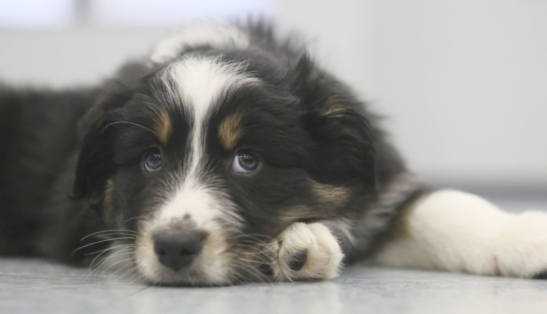 MG Puppy Pilates 010720
